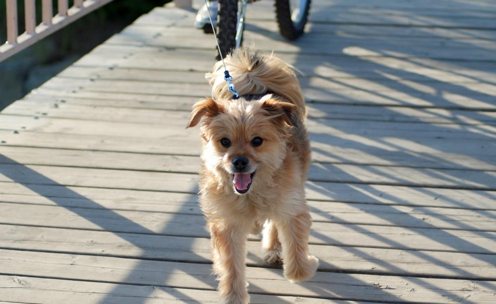 Cykling Hund Motion Vorespuls (1)